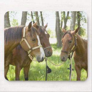 Two American Quarter horses standing in shade Mouse Pad