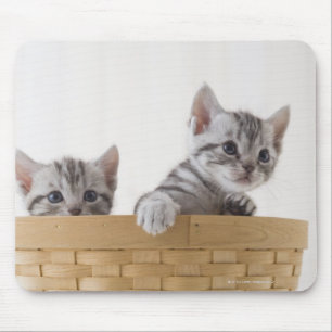 Two American Shorthair Kittens Mouse Pad