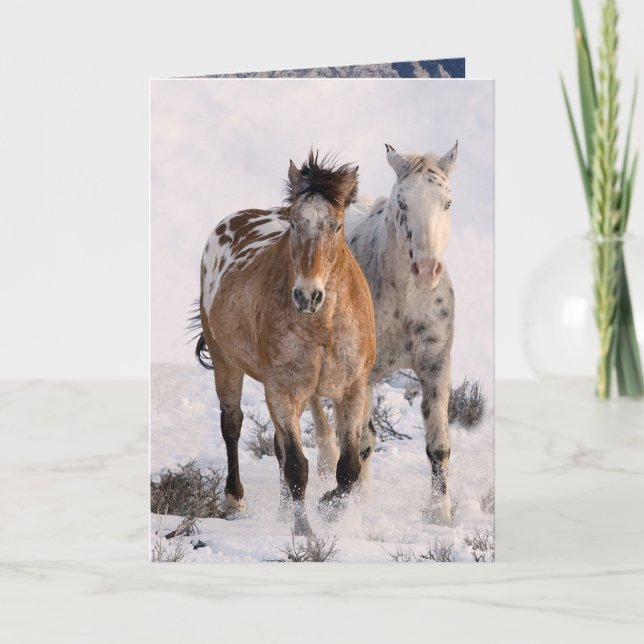 Two Appaloosas Greeting Card (Front)