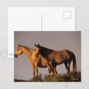 Two Arabs Standing Together Evening Light Postcard