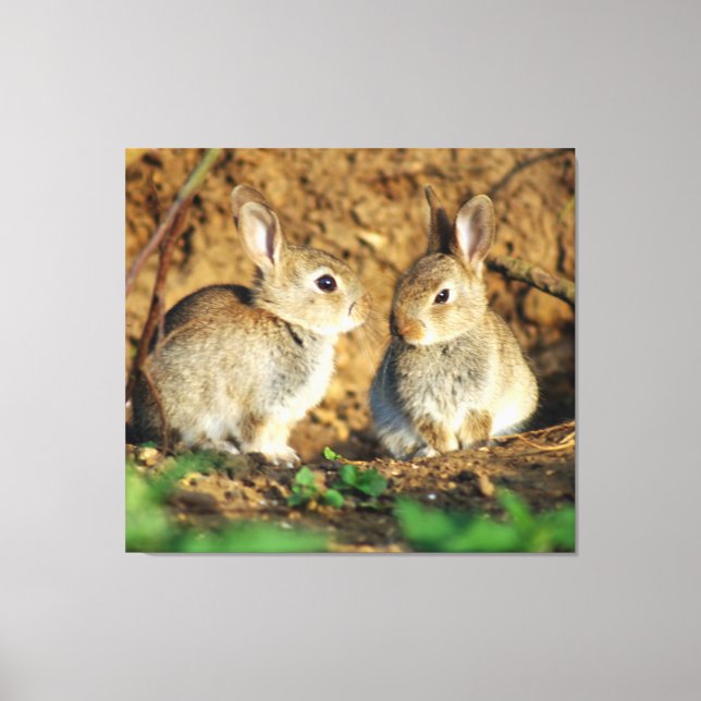 Two Baby Bunnies Canvas Print (Front)