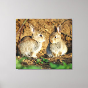 Two Baby Bunnies Canvas Print