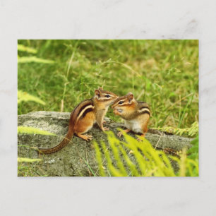 Two Baby Chipmunks Postcard