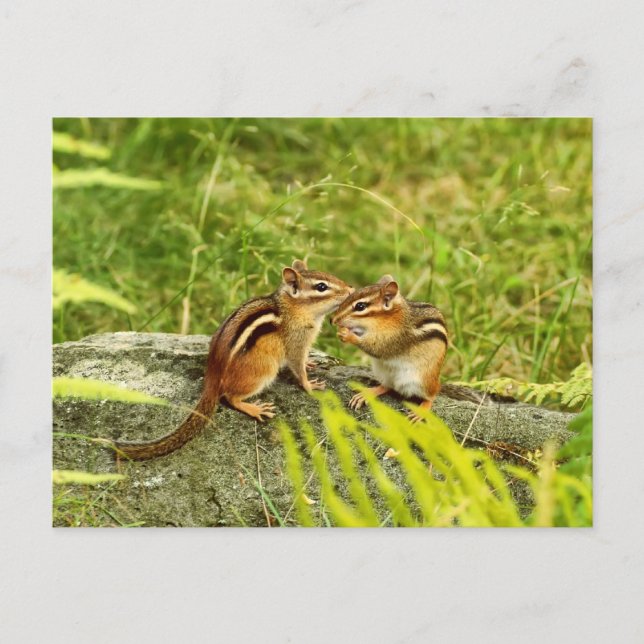 Two Baby Chipmunks Postcard (Front)