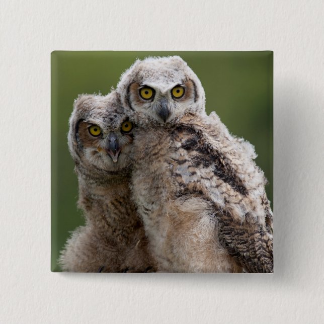 Two Baby Great Horned Owls 2 Inch Square Button (Front)