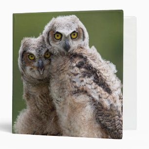 Two Baby Great Horned Owls Binder