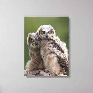 Two Baby Great Horned Owls Canvas Print