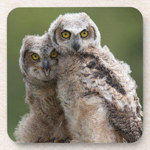 Two Baby Great Horned Owls Coaster