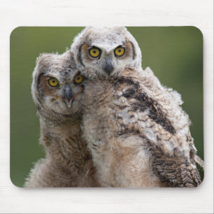 Two Baby Great Horned Owls Mouse Pad