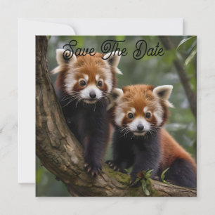 Two Baby Red Panda Bears In A Tree, Save The Date