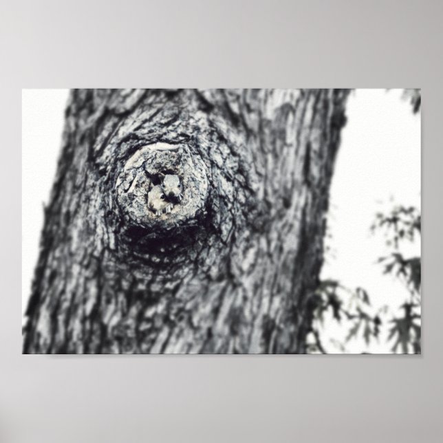 Two Baby Squirrels Peeking Out Wildlife Photo Poster (Front)