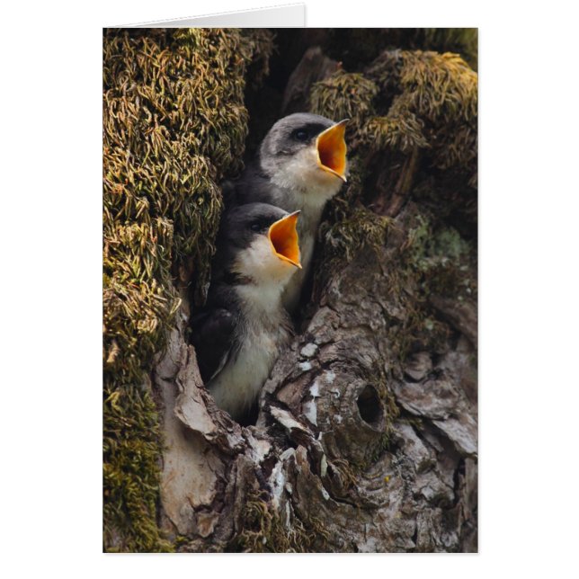 Two Baby Tree Swallows (Front)