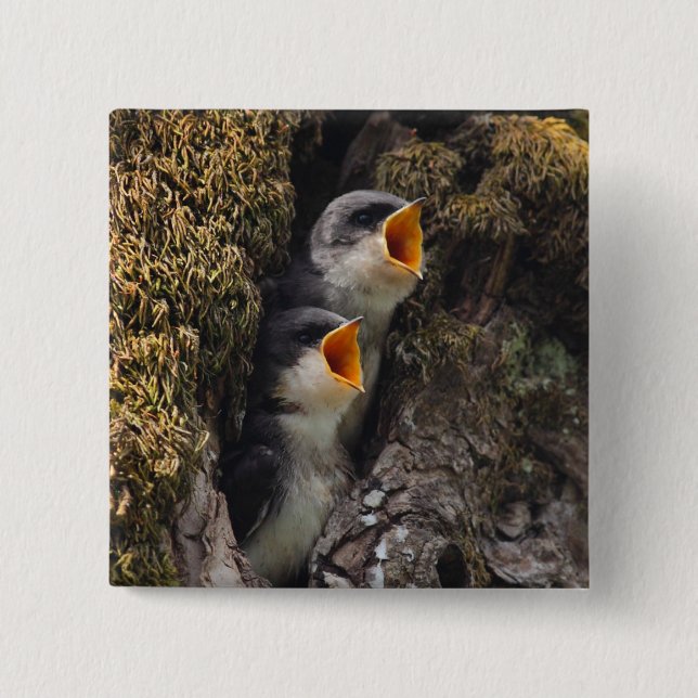 Two Baby Tree Swallows 2 Inch Square Button (Front)