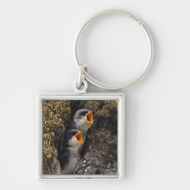 Two Baby Tree Swallows Keychain (Front)