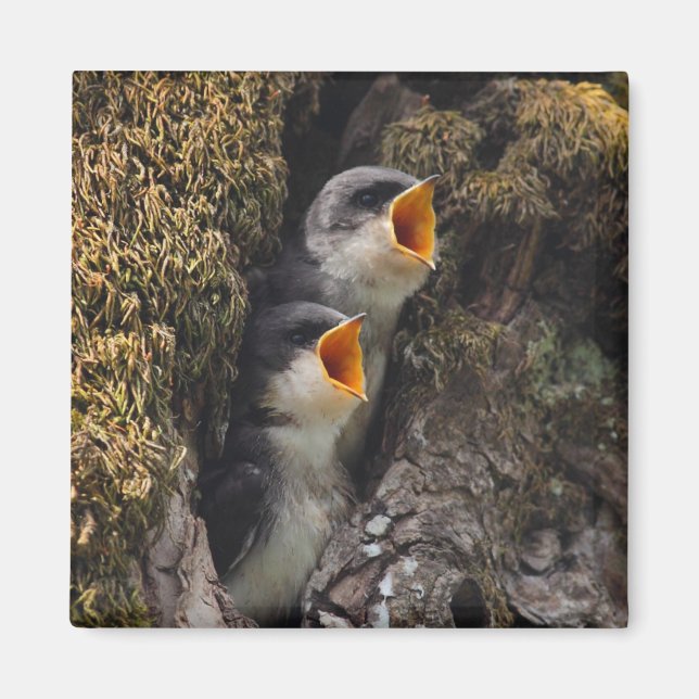 Two Baby Tree Swallows Magnet (Front)