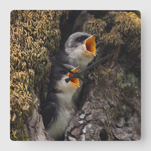 Two Baby Tree Swallows Square Wall Clock (Front)