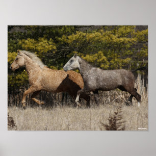 Two Bashkir Curly Horses Running Together Poster