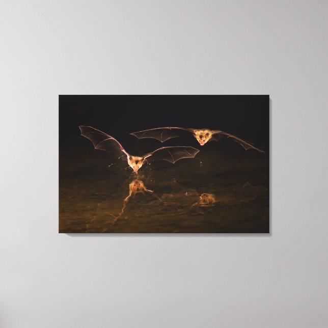 Two bats flying over water, Arizona Canvas Print (Front)