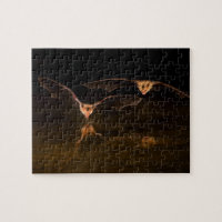 Two bats flying over water, Arizona