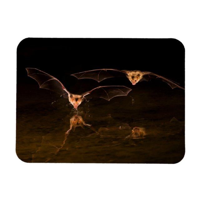 Two bats flying over water, Arizona Magnet (Horizontal)