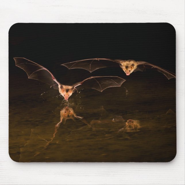 Two bats flying over water, Arizona Mouse Pad (Front)