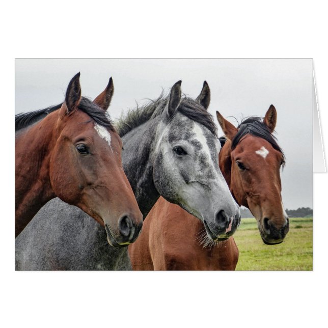 Two Bays and a Gray, Three Horses in a Row (Front Horizontal)
