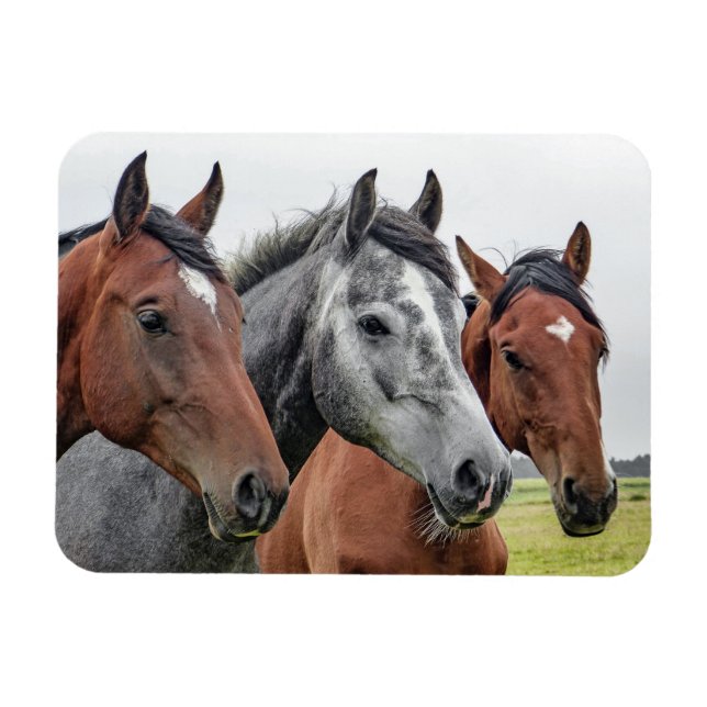 Two Bays and a Grey, Three Horses in a Row Magnet (Horizontal)
