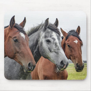 Two Bays and a Grey, Three Horses in a Row Mouse Pad
