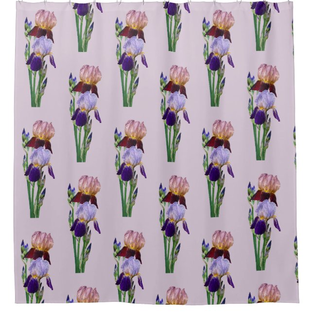 Two Bearded Irises One Maroon One Purple (Front)