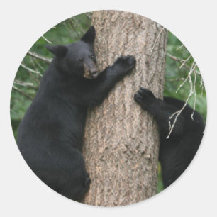 two bears in a tree classic round sticker