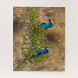 Two Beautiful Blue Birds on a Branch Jigsaw Puzzle