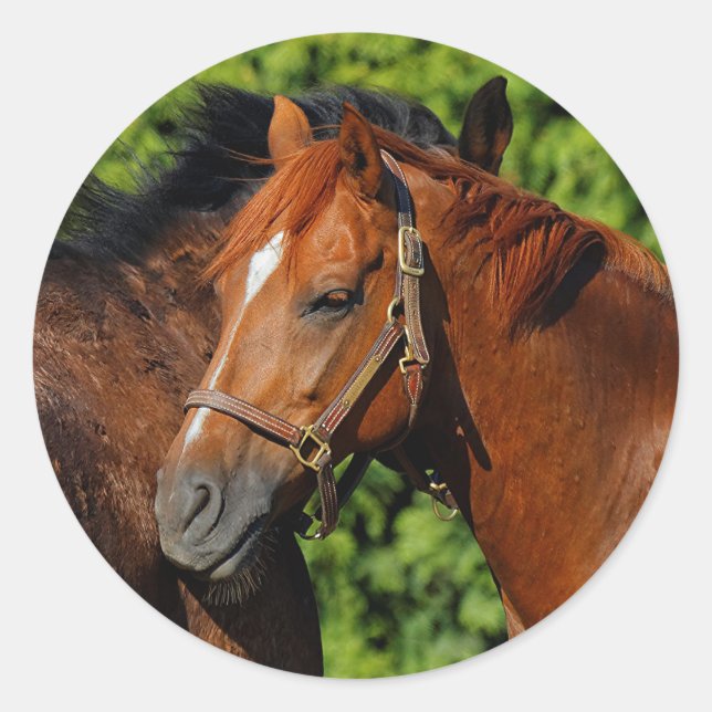 Two Beautiful Chestnut Horses in the Sun Classic Round Sticker (Front)
