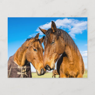 Two Beautiful Horses Postcard