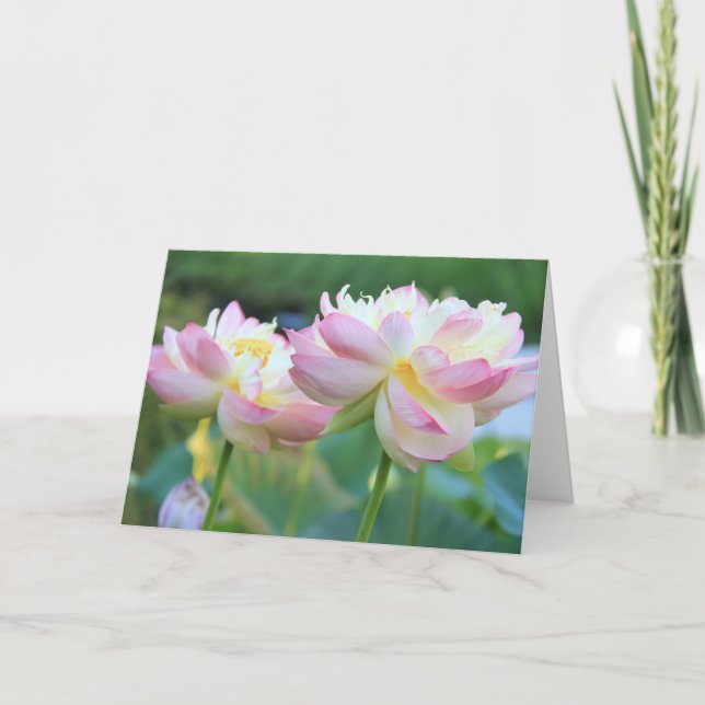 Two beautiful lotus flowers card (Front)