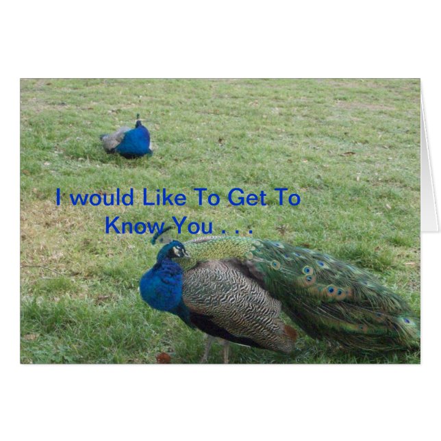 TWO BEAUTIFUL PEACOCK'S (Front Horizontal)