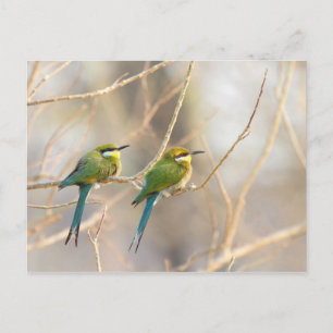 Two Bee-eaters Postcard