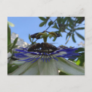 Two Bees on Passion Flower DIY Postcard
