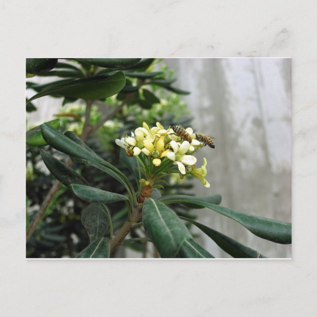 Two Bees Postcard (Front)