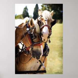 Two Belgian Draught   Horses Poster
