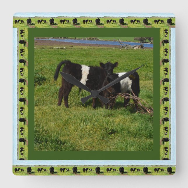 Two Belted Galloway Calves Framed, Square Wall Clock (Front)