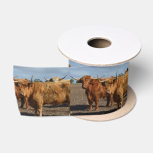 Two Big Brown Highland Cows Photography, Satin Ribbon
