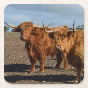 Two Big Brown Highland Cows Photography, Square Paper Coaster