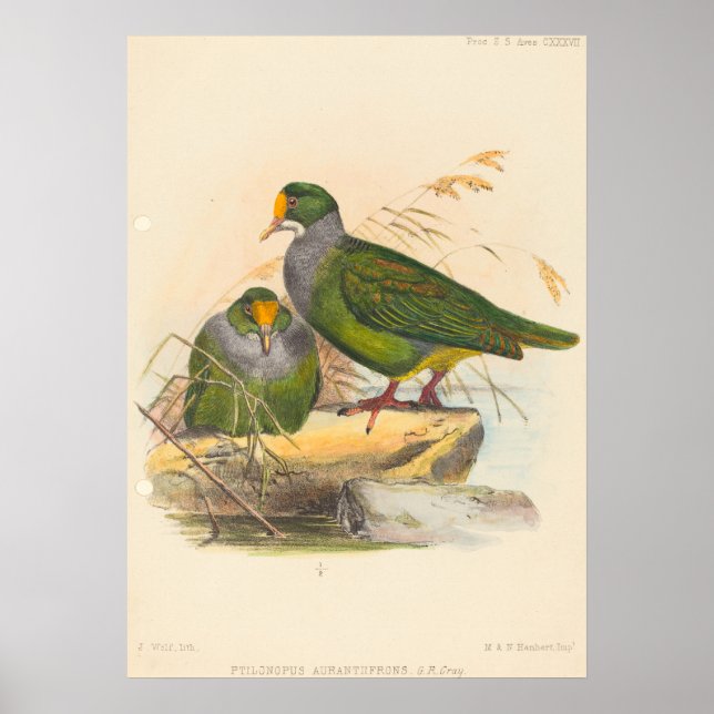 Two Birds (Ptilonopus Auranthfrons) by Joseph Wolf Poster (Front)