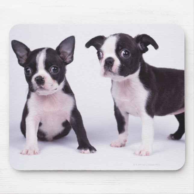 Two black and white puppies mouse pad (Front)
