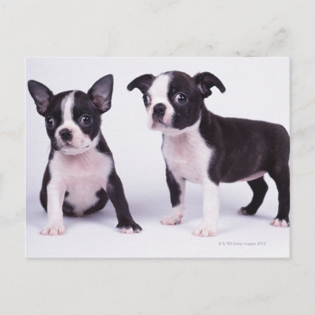 Two black and white puppies postcard (Front)