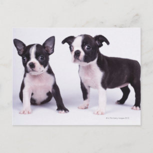 Two black and white puppies postcard
