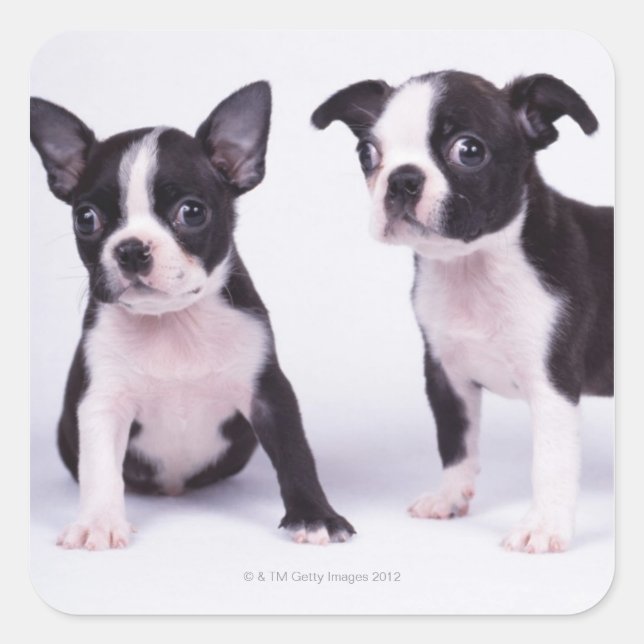 Two black and white puppies square sticker (Front)