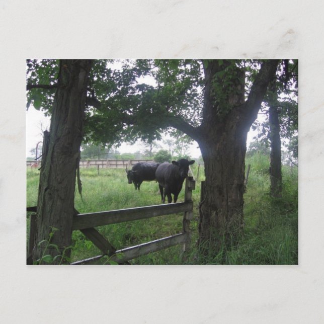 two black beauties postcard (Front)