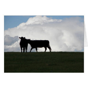Two Black Cows