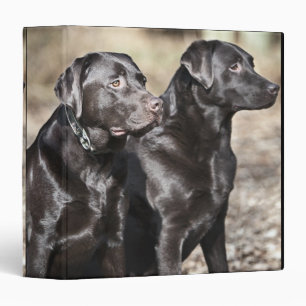 Two Black Labrador retrievers Binder